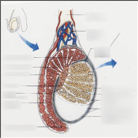 synonyme testicule|synonyme de testicules.